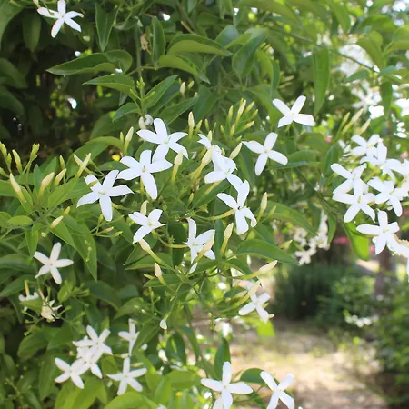 La Lanterna Delle Fate Bed & Breakfast 3*